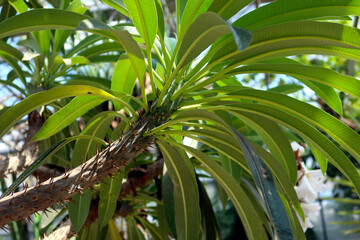 Pachypodium lamerei; a species of flowering plant in the family Apocynaceae; 