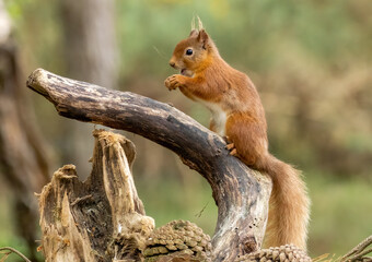 Hungry little scottish red squirrel with a nut