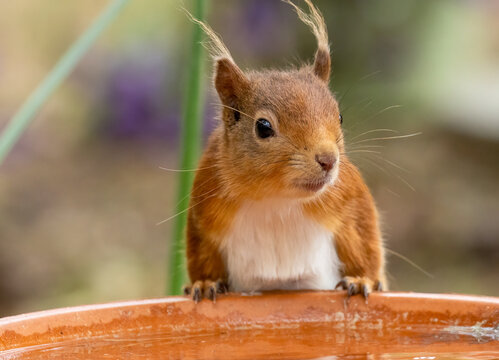 Curious little red squirrel in the woodland 