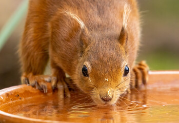 Thirsty little scottish red squirrel having a drink of water