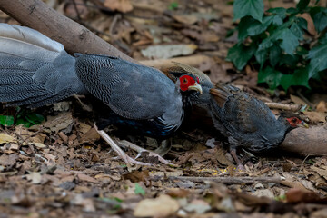 Fototapeta premium Siamese Fireback (Lophura diardi) The crest is similar to that of a paddle and is also blue. but from the nape to the back and wings are gray.