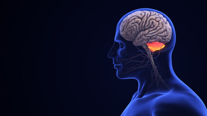 Human Brain Anatomy with Highlighted Cerebellum