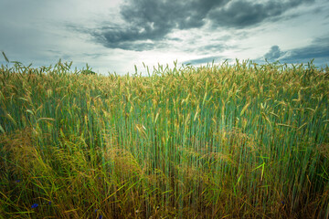 View of a ripening grain field on a cloudy June day in eastern Poland