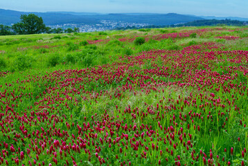 Blühende Felder mit Inkarnat-Klee (Trifolium incarnatum)