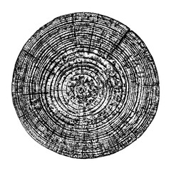 Wood texture cross section of tree rings. Cut slice of wooden stump isolated on white. Textured surface with rings and cracks. Black background made of hardwood from the forest. Vector, EPS 10.