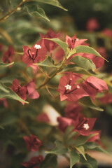 on Lisbon city street,Close-up of pink bougainvillea flower,Bougainvillae is small and Bougainvillae generally white, but each cluster of three flowers