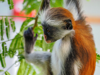 Red Colobus monkeys, found only in Zanzibar. monkeys from the vervet family, which are an endemic species	
