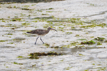 The Hudsonian whimbrel (Numenius hudsonicus) is a wader in the large family Scolopacidae