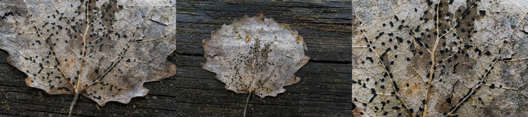 A dry leaf in the forest digested by bacteria, you can see the structure of the leaf in detail, Poland	
