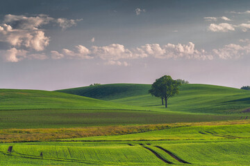 Landscape of rural, spring fields with sown green goods, Poland