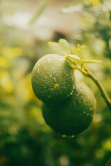 This makes lemon juice inexpensive and can be used instead of acid for scientific experiments in...