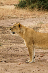 lioness in the grass