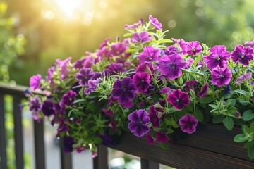 Obraz premium Flower box with purple petunias on the balcony railing