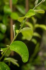 nutritional value and Malus domesticus disease prevention and treatment. Malus domesticus, Malus domesticus has great effects in effectively increasing resistance