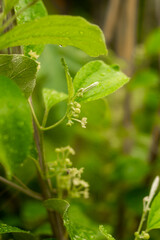 nutritional value and Malus domesticus disease prevention and treatment. Malus domesticus, Malus domesticus has great effects in effectively increasing resistance