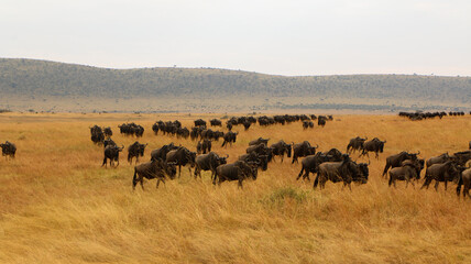 herd of wildebeest