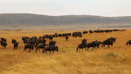 herd of wildebeest immigtartions