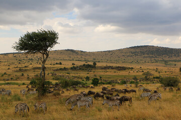tree in the serengeti