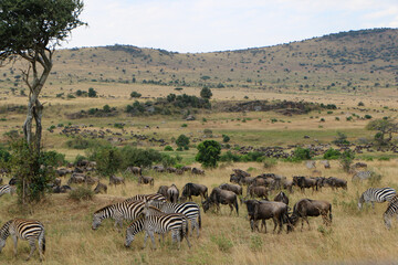 zebras and wildebeest in serengeti city