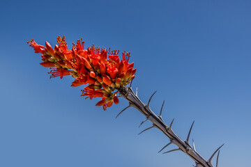 Ocotillo (fouquieria splendens) plant in the Big Bend National Park, Texas