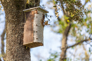 Sitta europaea. Nuthatch in nest house in a tree.