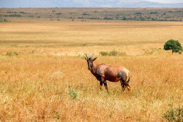 Africa Topi in the savannah