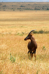 Africa Topi in the wild