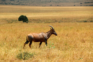 Fototapeta premium Africa Topi in serengeti national park city