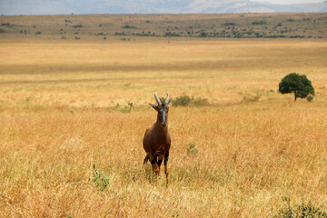 Africa Topi in the wild