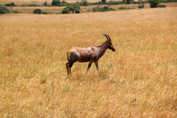 Africa Topi in the wild