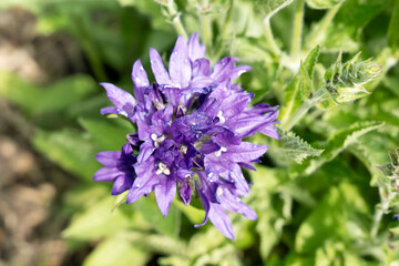 blume lila natur flieder