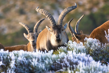 Low angle view of a large male Western Spanish Ibex (Capra pyrenaica victoriae) grazing quietly in...