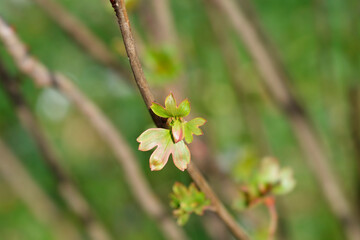 Golden currant branch with new leaves