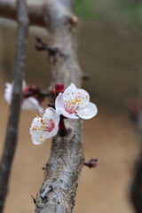 Apricot tree Albicocco Vitillo branch with flowers