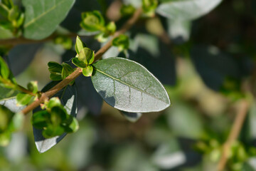Oval-leaved privet leaves