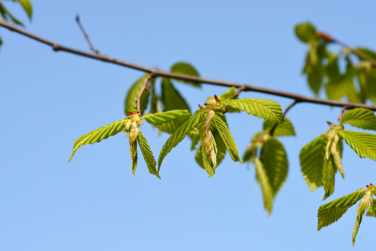 Common hornbeam branch with new leaves