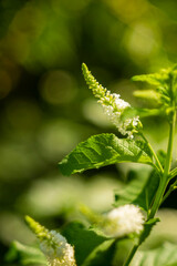 Aloysia virgata or shrub. In zones 8-9 Aloysia virgata will die to the ground in the winter,The soil Aloysia virgata is well-drained and not waterlogged.