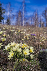 Obraz premium the Alpine lumbago blooms on the slope