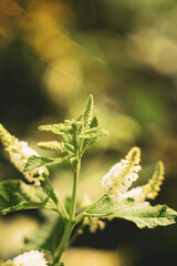 Aloysia virgata or shrub. In zones 8-9 Aloysia virgata will die to the ground in the winter,The soil Aloysia virgata is well-drained and not waterlogged.