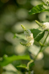 Aloysia virgata or shrub. In zones 8-9 Aloysia virgata will die to the ground in the winter,The soil Aloysia virgata is well-drained and not waterlogged.
