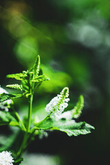 Aloysia virgata or shrub. In zones 8-9 Aloysia virgata will die to the ground in the winter,The soil Aloysia virgata is well-drained and not waterlogged.