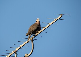 Wildlife in urban spaces - a dove on a television antenna isolated against clear blue sky image...
