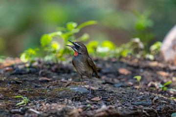 Fairy Pitta (Pitta Nympha) during migrating season