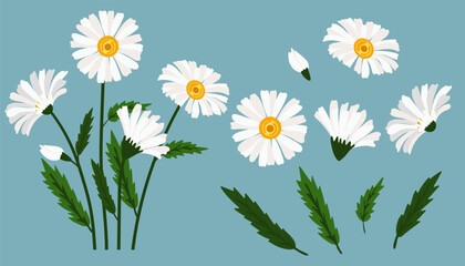 Daisy flower background.Eps 10 vector.