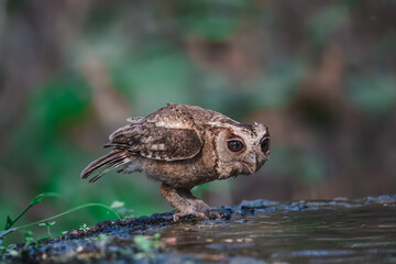 Collared Scops Owl Dark hazel eyes Brown body feathers The neck is brownish-yellow. In nature, it is often difficult to notice. Forehead and eyebrows light brown The lower body has black lines.