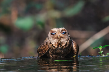 Collared Scops Owl Dark hazel eyes Brown body feathers The neck is brownish-yellow. In nature, it is often difficult to notice. Forehead and eyebrows light brown The lower body has black lines.