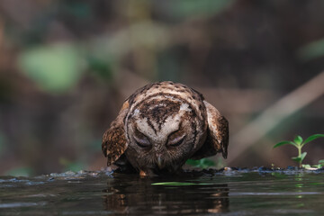Collared Scops Owl Dark hazel eyes Brown body feathers The neck is brownish-yellow. In nature, it is often difficult to notice. Forehead and eyebrows light brown The lower body has black lines.