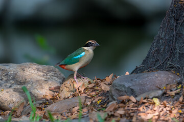 Fairy Pitta (Pitta Nympha) during migrating season