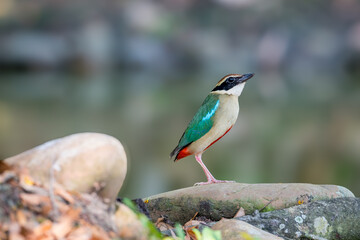 Fairy Pitta (Pitta Nympha) during migrating season