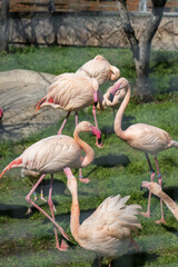 pink flamingos at the zoo